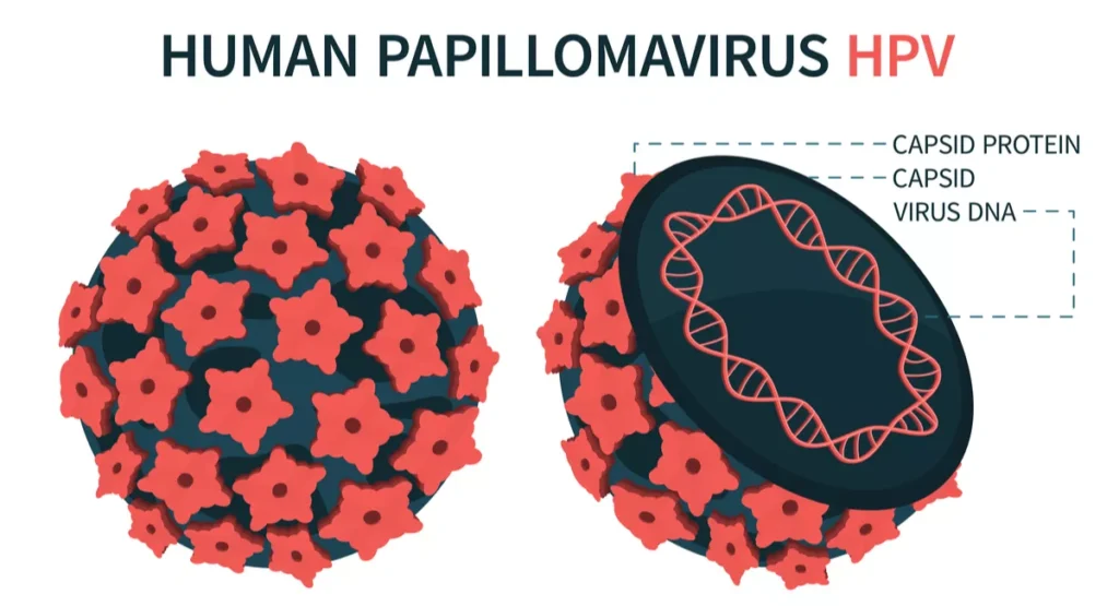 human-papillomavirus-hpv